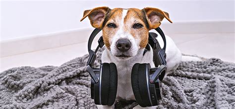 Can Dogs Hear Music? A Delve into the Enigma of Canine Music Perception